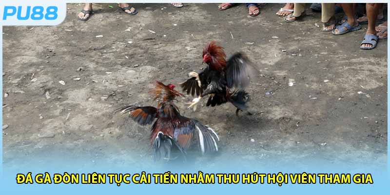 Đá gà đòn liên tục cải tiến nhằm thu hút hội viên tham gia